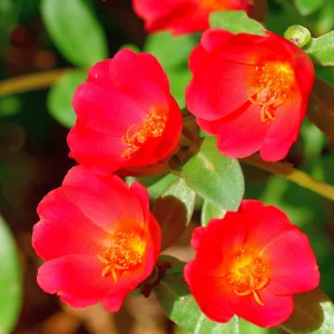 Scarlet Purslane Seeds - Portulaca oleracea - 30 Seeds - Red Blooms, Heat Tolerant Ground Cover - Image 11