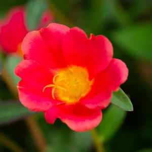 Scarlet Purslane Seeds - Portulaca oleracea - 30 Seeds - Red Blooms, Heat Tolerant Ground Cover - Image 12