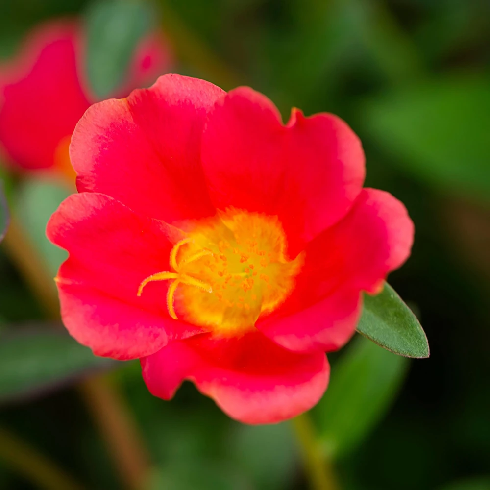 Scarlet Purslane Seeds - Portulaca oleracea - 30 Seeds - Red Blooms, Heat Tolerant Ground Cover - Image 12