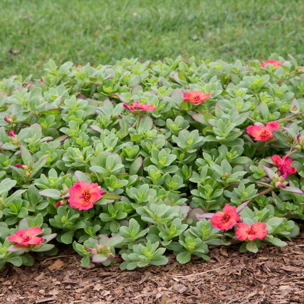 Scarlet Purslane Seeds - Portulaca oleracea - 30 Seeds - Red Blooms, Heat Tolerant Ground Cover - Image 13