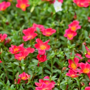 Scarlet Purslane Seeds - Portulaca oleracea - 30 Seeds - Red Blooms, Heat Tolerant Ground Cover - Image 14