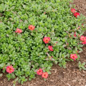 Scarlet Purslane Seeds - Portulaca oleracea - 30 Seeds - Red Blooms, Heat Tolerant Ground Cover - Image 15