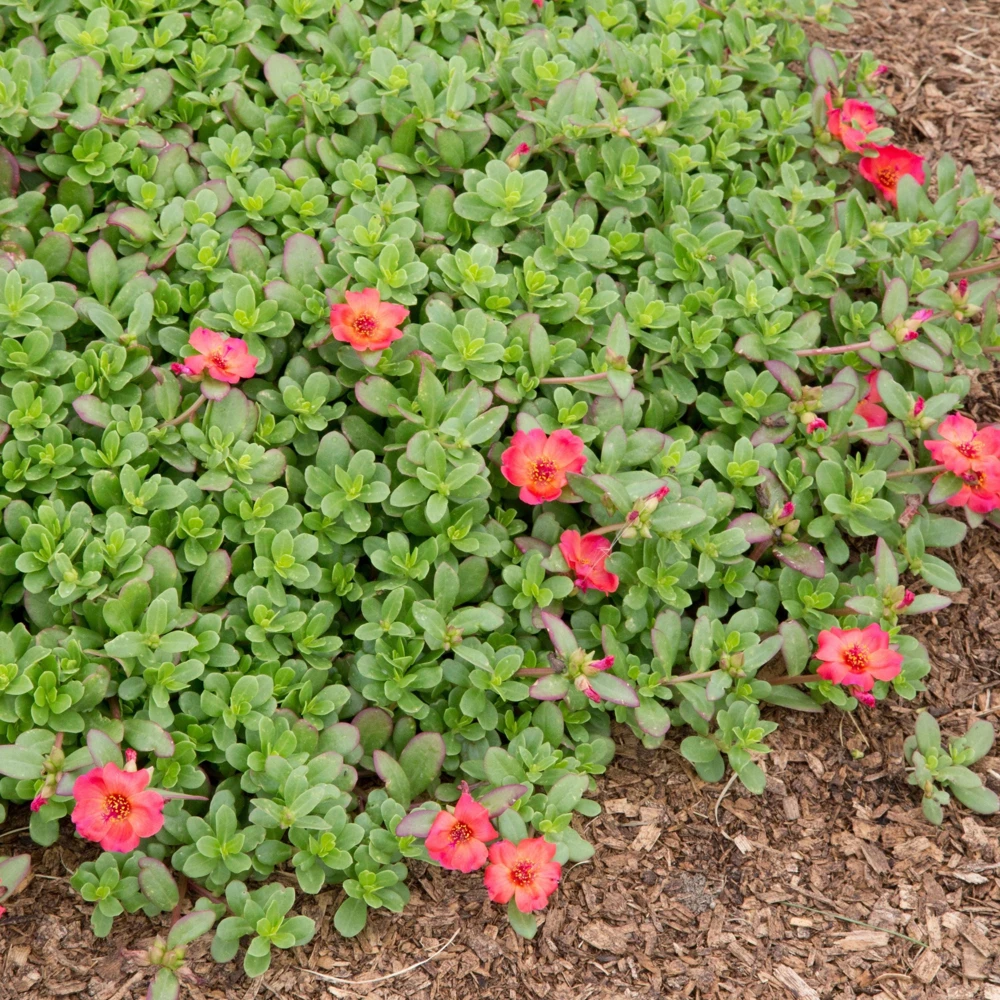 Scarlet Purslane Seeds - Portulaca oleracea - 30 Seeds - Red Blooms, Heat Tolerant Ground Cover - Image 15