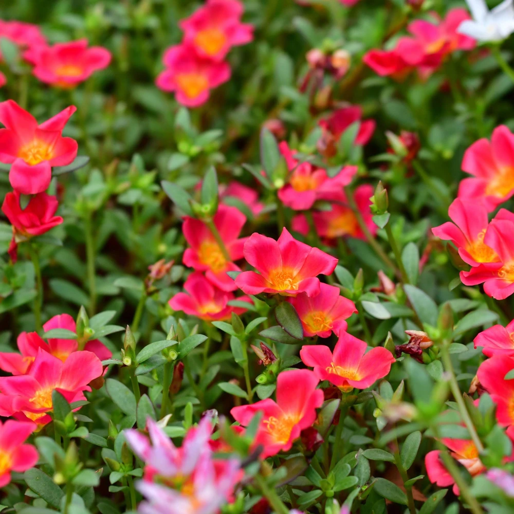 Scarlet Purslane Seeds - Portulaca oleracea - 30 Seeds - Red Blooms, Heat Tolerant Ground Cover - Image 16