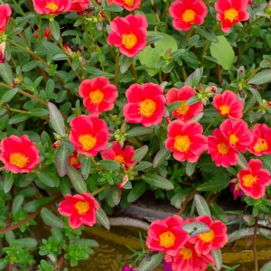 Scarlet Purslane Seeds - Portulaca oleracea - 30 Seeds - Red Blooms, Heat Tolerant Ground Cover - Image 17