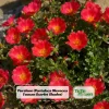 Scarlet Purslane Seeds - Portulaca oleracea - 30 Seeds - Red Blooms, Heat Tolerant Ground Cover - Image 1