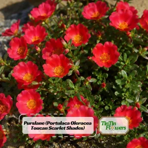 Scarlet Purslane Seeds - Portulaca oleracea - 30 Seeds - Red Blooms, Heat Tolerant Ground Cover - Image 1