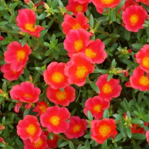 Scarlet Purslane Seeds - Portulaca oleracea - 30 Seeds - Red Blooms, Heat Tolerant Ground Cover - Image 4
