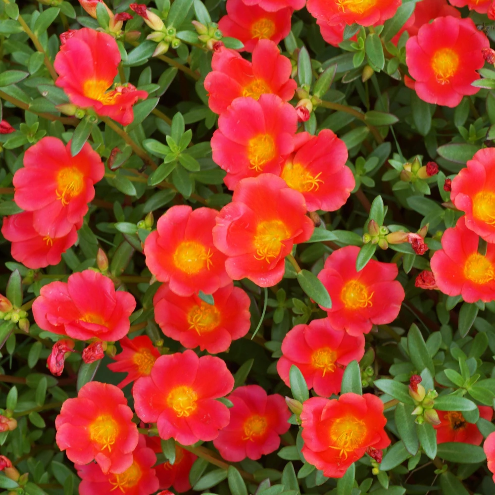 Scarlet Purslane Seeds - Portulaca oleracea - 30 Seeds - Red Blooms, Heat Tolerant Ground Cover - Image 4