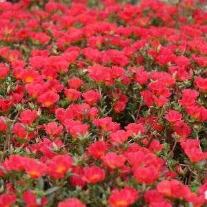 Scarlet Purslane Seeds - Portulaca oleracea - 30 Seeds - Red Blooms, Heat Tolerant Ground Cover - Image 5