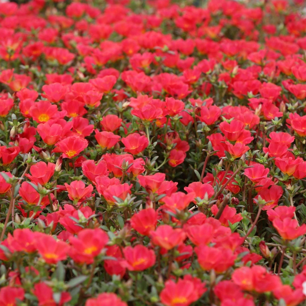 Scarlet Purslane Seeds - Portulaca oleracea - 30 Seeds - Red Blooms, Heat Tolerant Ground Cover - Image 5