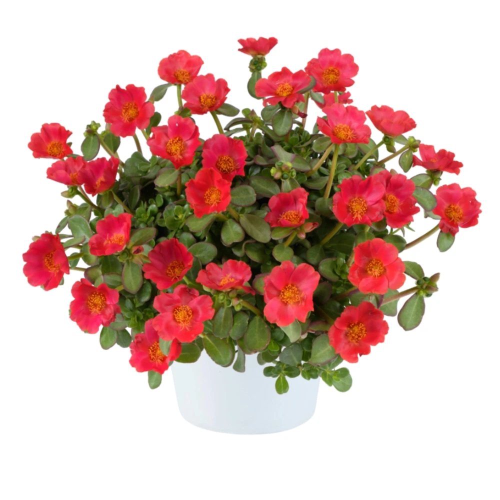 Scarlet Purslane Seeds - Portulaca oleracea - 30 Seeds - Red Blooms, Heat Tolerant Ground Cover - Image 6