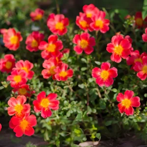 Scarlet Purslane Seeds - Portulaca oleracea - 30 Seeds - Red Blooms, Heat Tolerant Ground Cover - Image 7