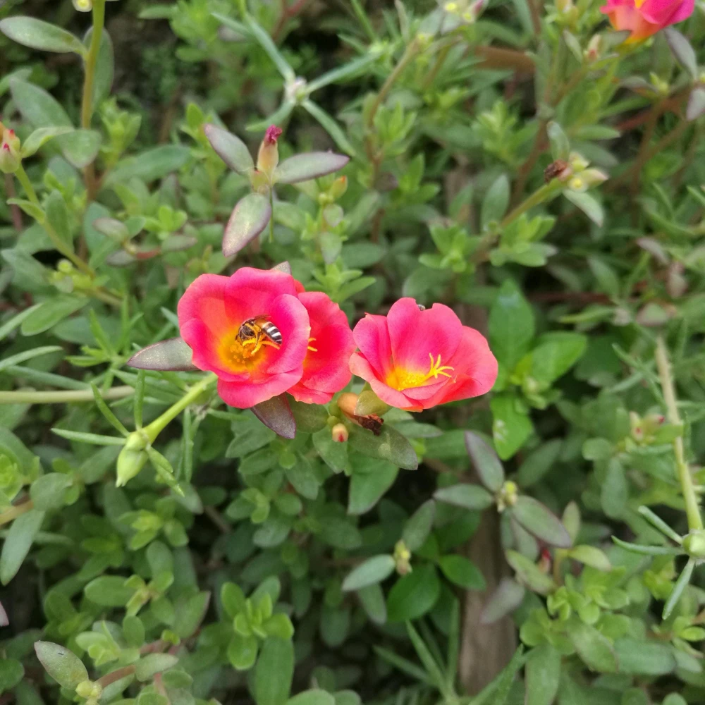 Scarlet Purslane Seeds - Portulaca oleracea - 30 Seeds - Red Blooms, Heat Tolerant Ground Cover - Image 9
