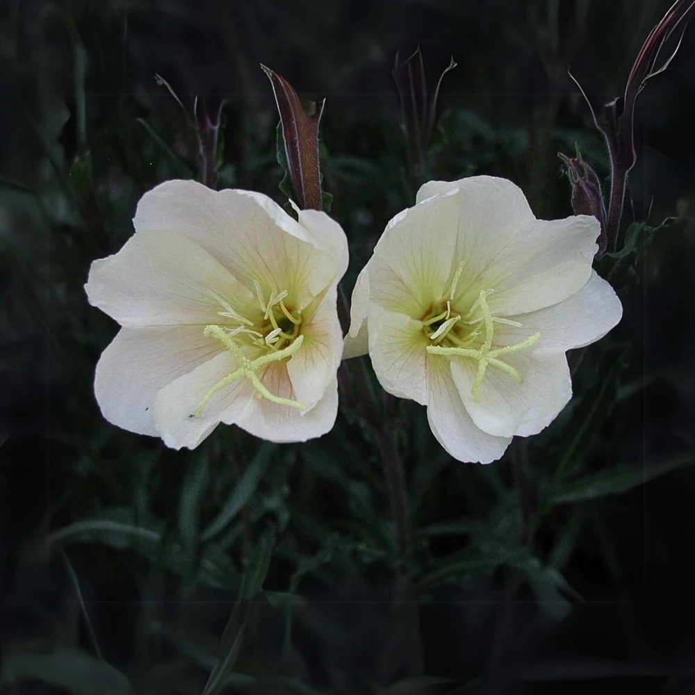 Scented Evening Primrose (Oenothera odorata) Seeds - Fragrant Yellow Blooms - 30 Seeds - Image 10