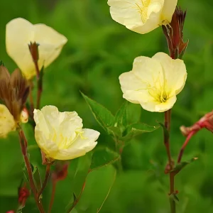 Scented Evening Primrose (Oenothera odorata) Seeds - Fragrant Yellow Blooms - 30 Seeds - Image 11