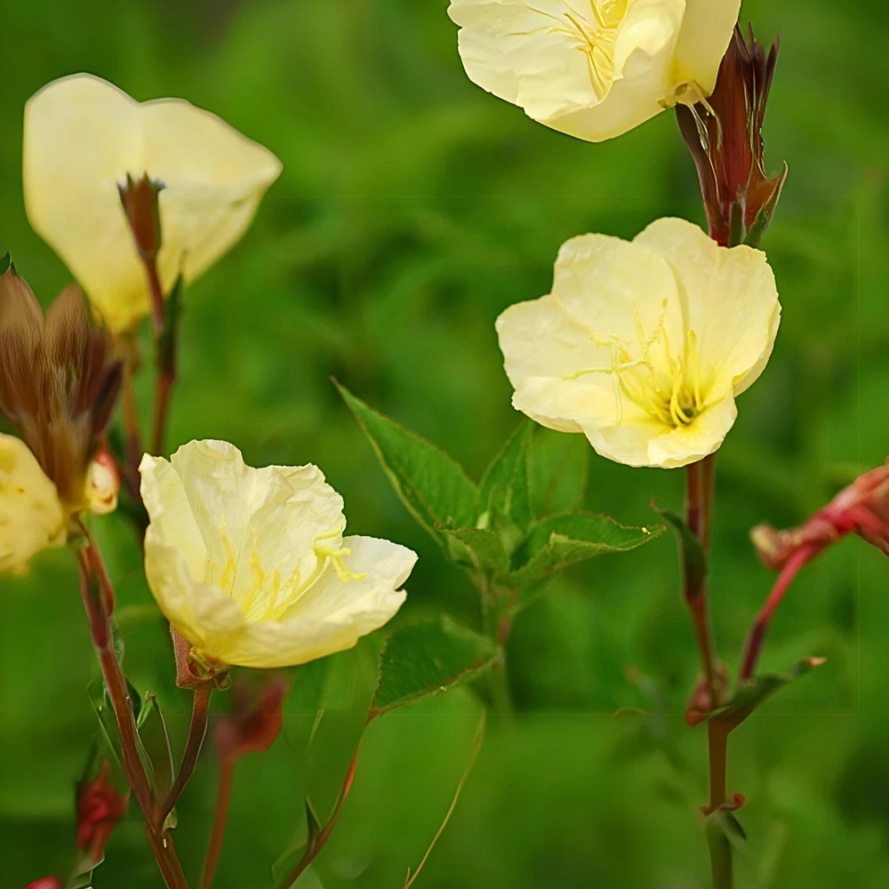 Scented Evening Primrose (Oenothera odorata) Seeds - Fragrant Yellow Blooms - 30 Seeds - Image 11