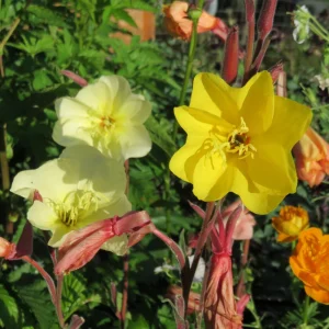 Scented Evening Primrose (Oenothera odorata) Seeds - Fragrant Yellow Blooms - 30 Seeds - Image 12