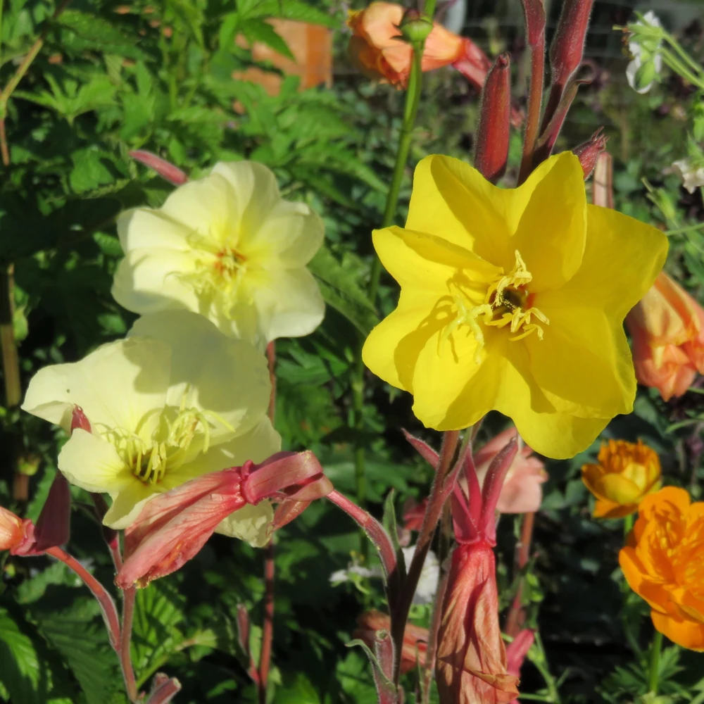 Scented Evening Primrose (Oenothera odorata) Seeds - Fragrant Yellow Blooms - 30 Seeds - Image 12