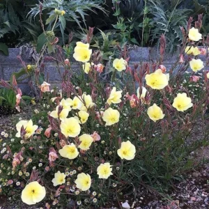 Scented Evening Primrose (Oenothera odorata) Seeds - Fragrant Yellow Blooms - 30 Seeds - Image 13