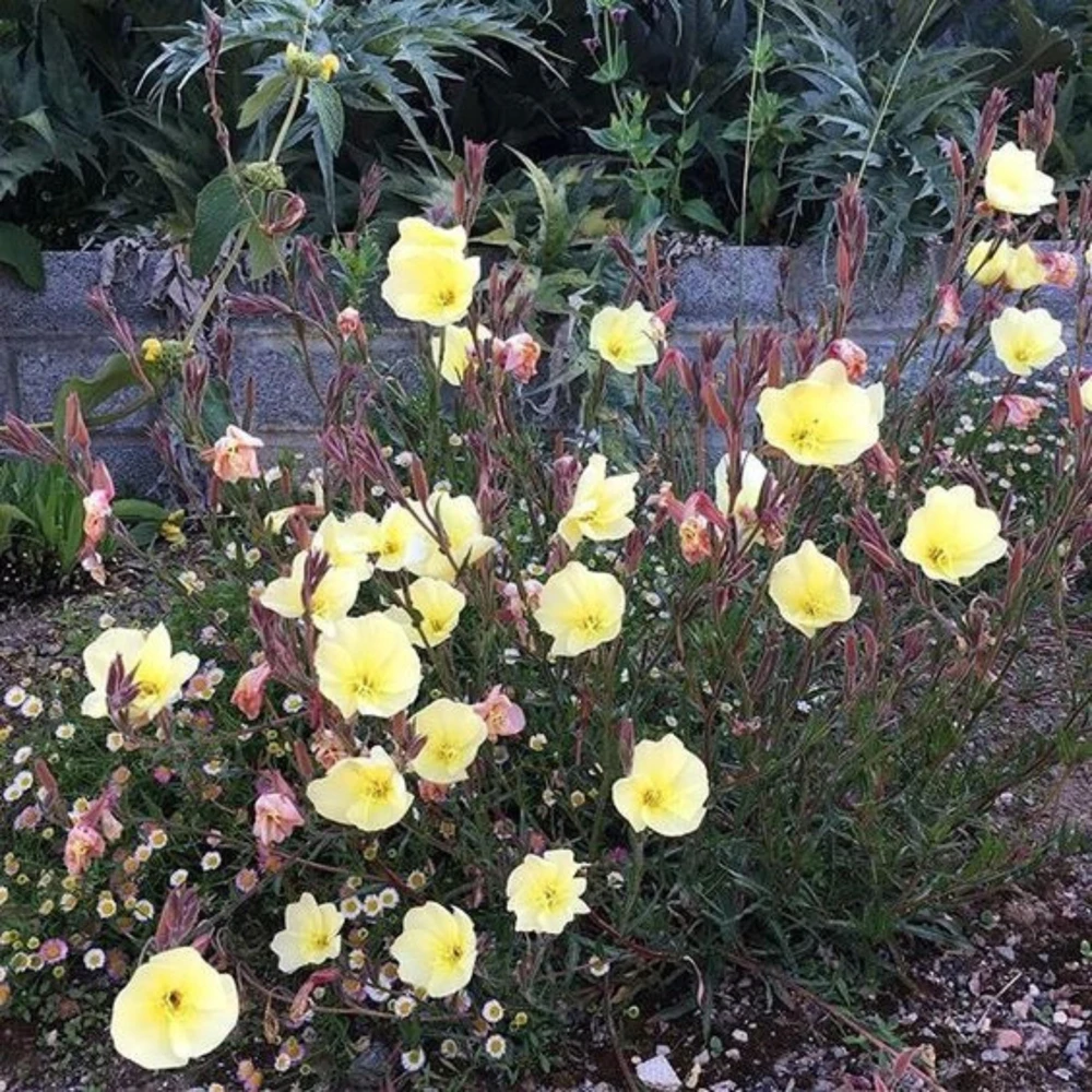 Scented Evening Primrose (Oenothera odorata) Seeds - Fragrant Yellow Blooms - 30 Seeds - Image 13