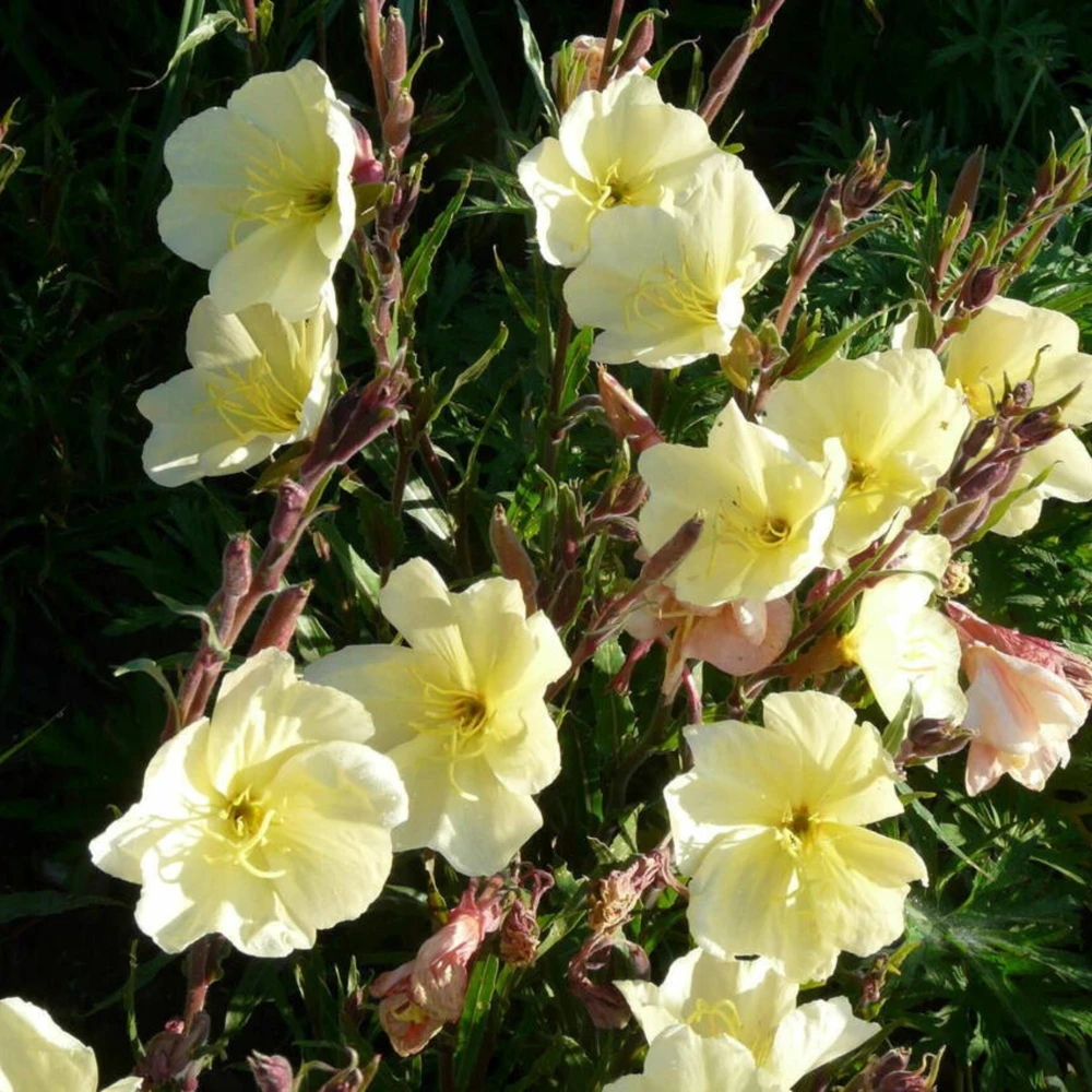 Scented Evening Primrose (Oenothera odorata) Seeds - Fragrant Yellow Blooms - 30 Seeds - Image 14