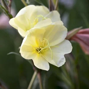 Scented Evening Primrose (Oenothera odorata) Seeds - Fragrant Yellow Blooms - 30 Seeds - Image 15
