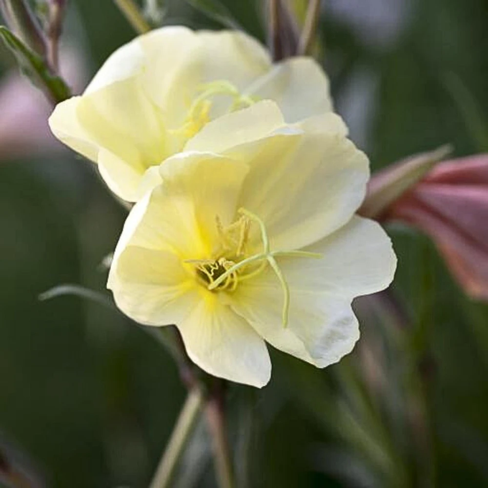 Scented Evening Primrose (Oenothera odorata) Seeds - Fragrant Yellow Blooms - 30 Seeds - Image 15