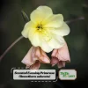 Scented Evening Primrose (Oenothera odorata) Seeds - Fragrant Yellow Blooms - 30 Seeds - Image 1