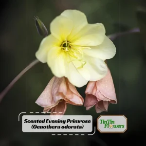 Scented Evening Primrose (Oenothera odorata) Seeds - Fragrant Yellow Blooms - 30 Seeds - Image 1