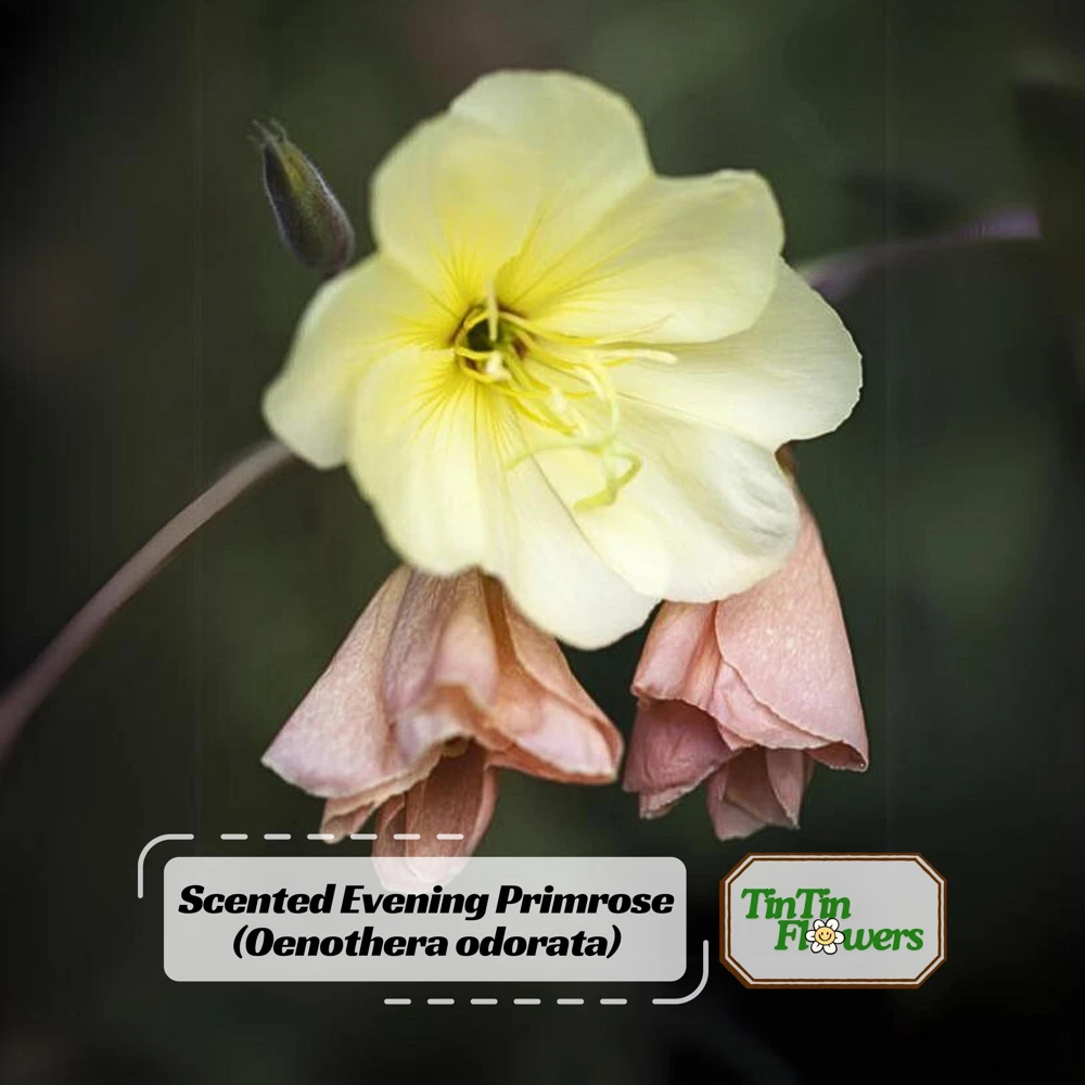 Scented Evening Primrose (Oenothera odorata) Seeds - Fragrant Yellow Blooms - 30 Seeds - Image 1
