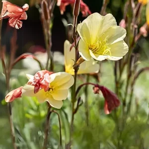 Scented Evening Primrose (Oenothera odorata) Seeds - Fragrant Yellow Blooms - 30 Seeds - Image 2