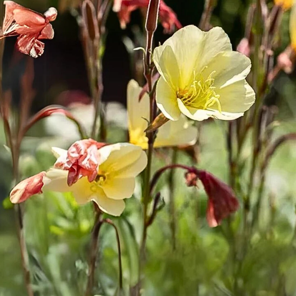 Scented Evening Primrose (Oenothera odorata) Seeds - Fragrant Yellow Blooms - 30 Seeds - Image 2