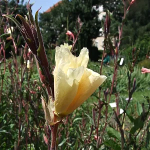 Scented Evening Primrose (Oenothera odorata) Seeds - Fragrant Yellow Blooms - 30 Seeds - Image 3