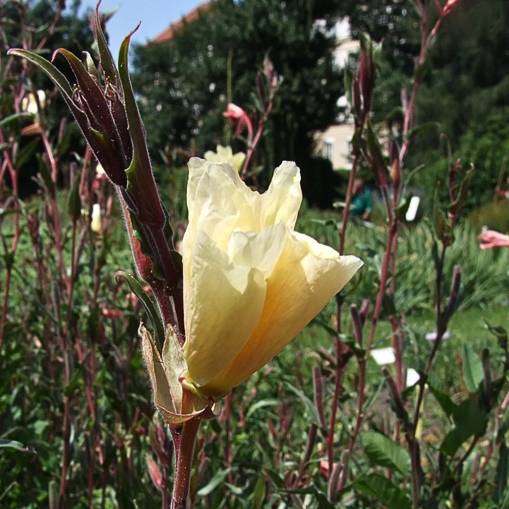 Scented Evening Primrose (Oenothera odorata) Seeds - Fragrant Yellow Blooms - 30 Seeds - Image 3