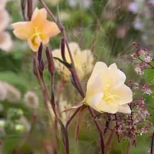 Scented Evening Primrose (Oenothera odorata) Seeds - Fragrant Yellow Blooms - 30 Seeds - Image 4