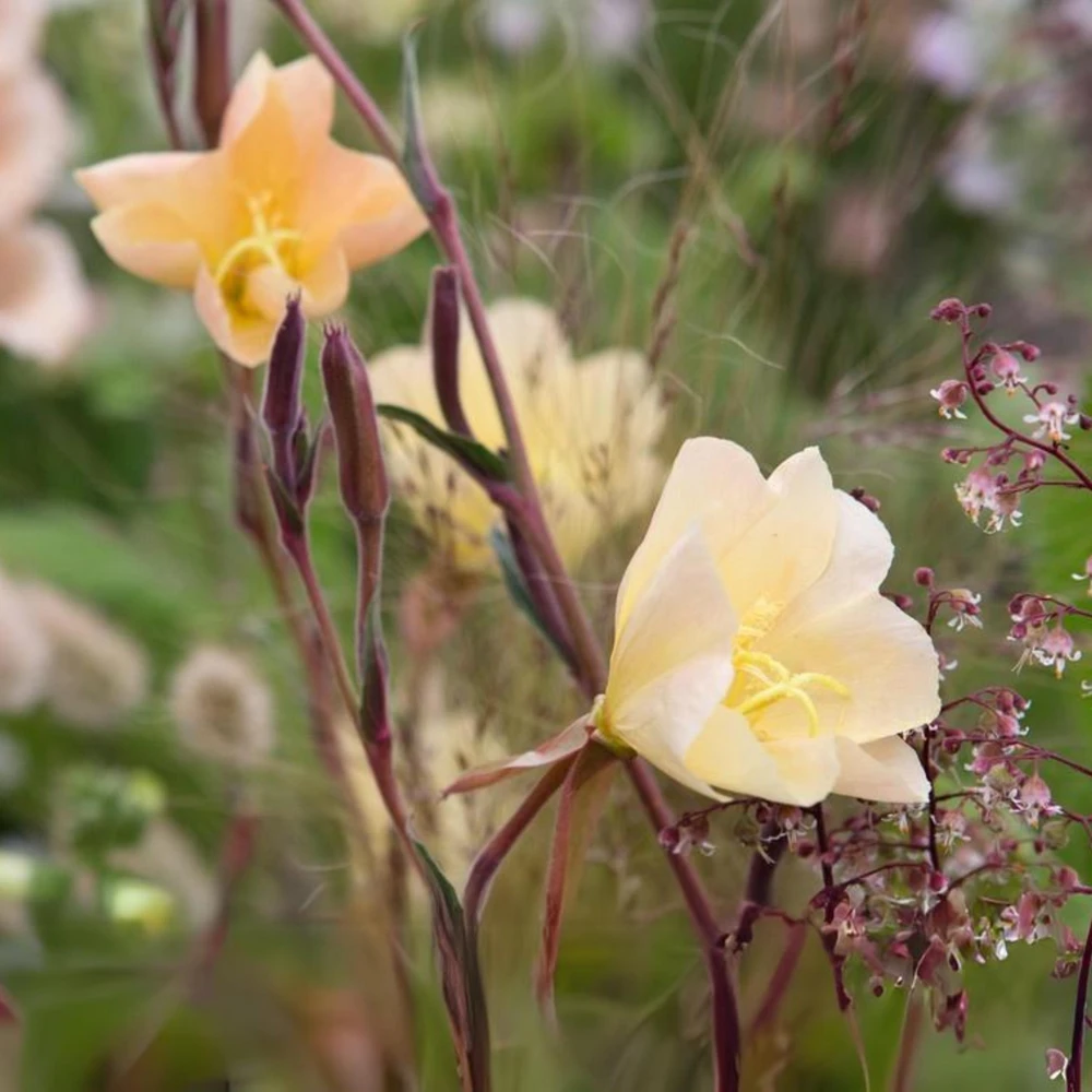 Scented Evening Primrose (Oenothera odorata) Seeds - Fragrant Yellow Blooms - 30 Seeds - Image 4