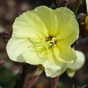 Scented Evening Primrose (Oenothera odorata) Seeds - Fragrant Yellow Blooms - 30 Seeds - Image 5