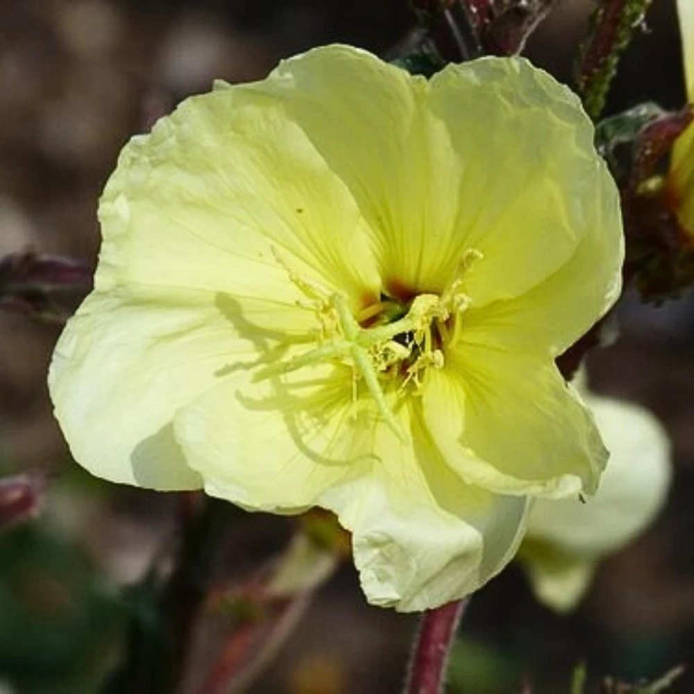 Scented Evening Primrose (Oenothera odorata) Seeds - Fragrant Yellow Blooms - 30 Seeds - Image 5