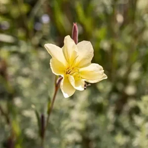 Scented Evening Primrose (Oenothera odorata) Seeds - Fragrant Yellow Blooms - 30 Seeds - Image 6