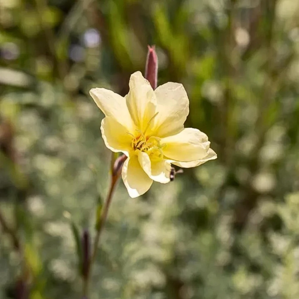 Scented Evening Primrose (Oenothera odorata) Seeds - Fragrant Yellow Blooms - 30 Seeds - Image 6