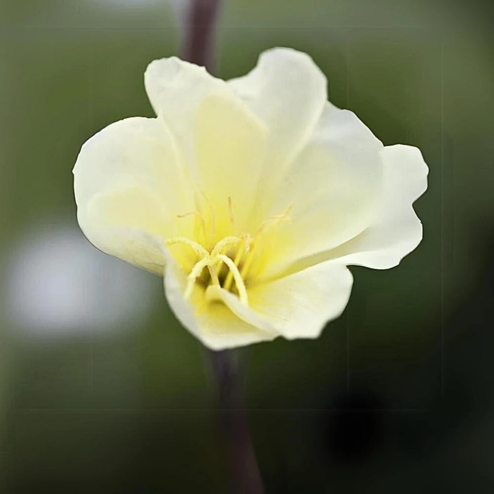 Scented Evening Primrose (Oenothera odorata) Seeds - Fragrant Yellow Blooms - 30 Seeds - Image 7