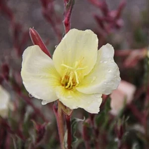 Scented Evening Primrose (Oenothera odorata) Seeds - Fragrant Yellow Blooms - 30 Seeds - Image 8