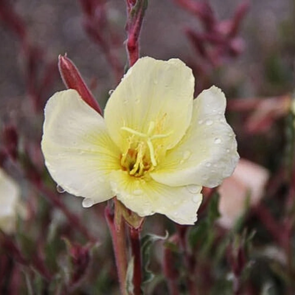 Scented Evening Primrose (Oenothera odorata) Seeds - Fragrant Yellow Blooms - 30 Seeds - Image 8