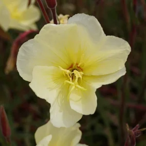 Scented Evening Primrose (Oenothera odorata) Seeds - Fragrant Yellow Blooms - 30 Seeds - Image 9