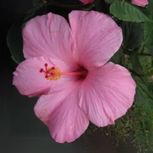 Seminole Pink Hibiscus Seeds - 30 Pack - Tropical Flowering Shrub - Image 10