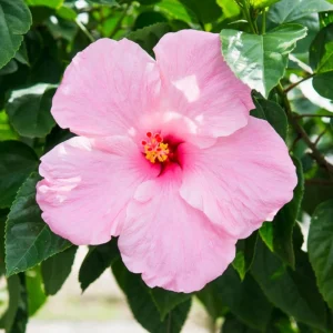 Seminole Pink Hibiscus Seeds - 30 Pack - Tropical Flowering Shrub - Image 11