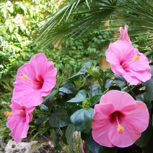 Seminole Pink Hibiscus Seeds - 30 Pack - Tropical Flowering Shrub - Image 12