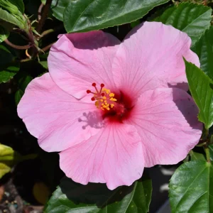 Seminole Pink Hibiscus Seeds - 30 Pack - Tropical Flowering Shrub - Image 13