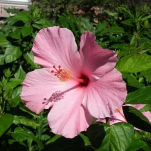 Seminole Pink Hibiscus Seeds - 30 Pack - Tropical Flowering Shrub - Image 14